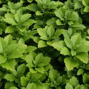 Pachysandra terminalis ---